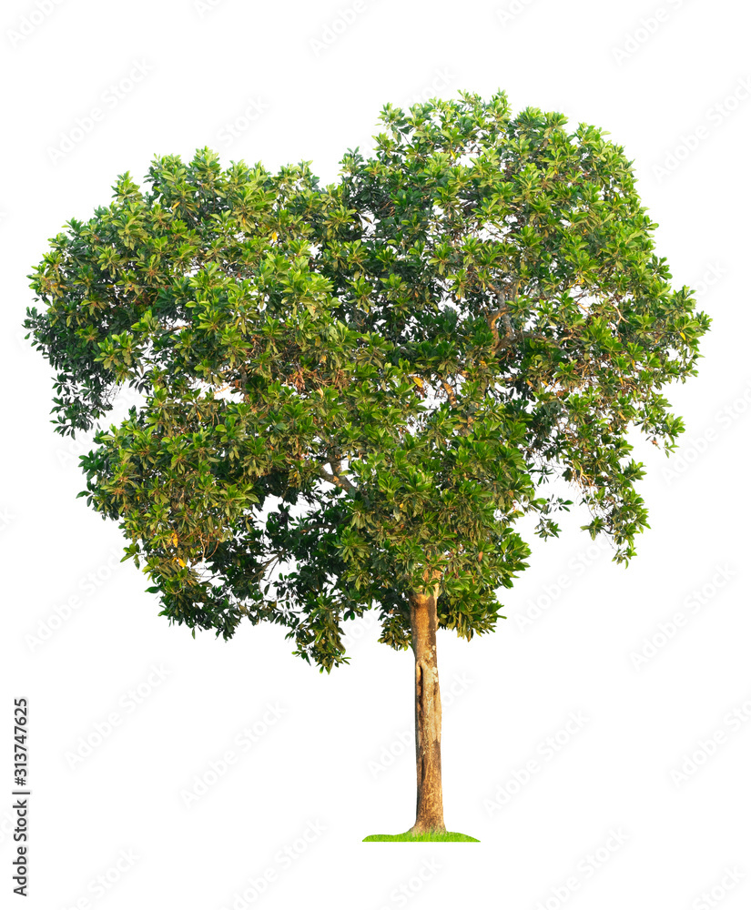 Fototapeta premium Isolated green tree on white background with clipping path.