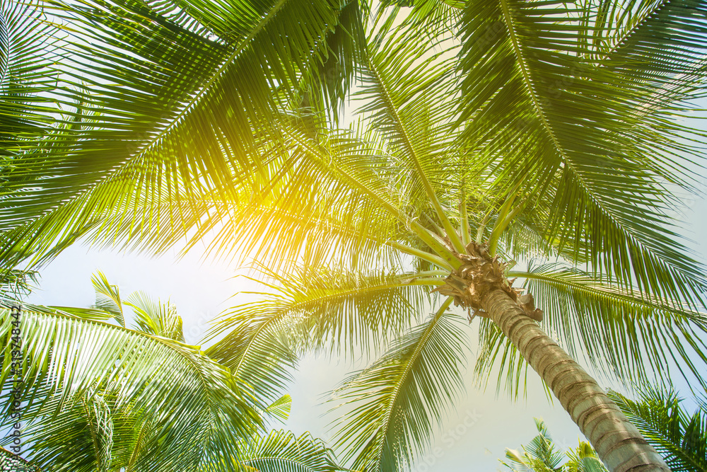 tropical palm leaf background, coconut palm trees perspective view tropical palm leaf background, coconut palm trees perspective view