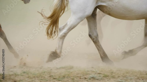 herd of horses in the mountains