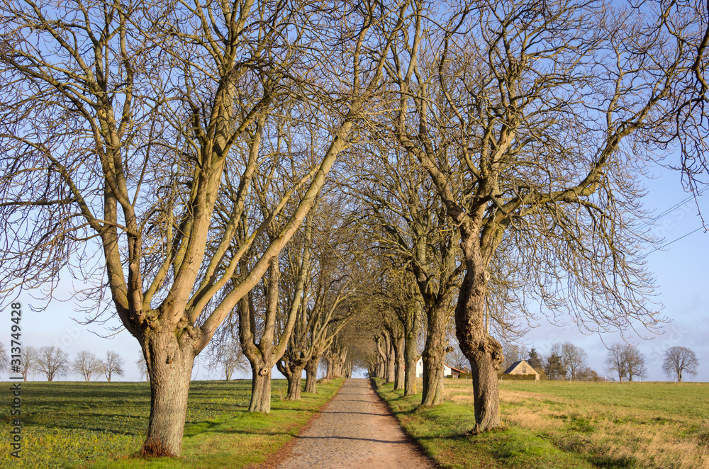 Typical avenue trees in Mecklenburg-Vorpommern, Germany Typical avenue trees in Mecklenburg-Vorpommern, Germany