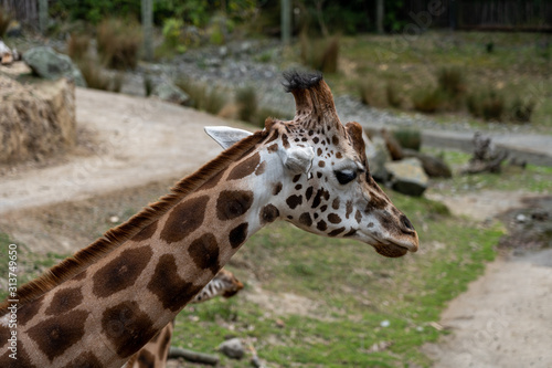 giraffe in the Zoo; giraffe eating grass