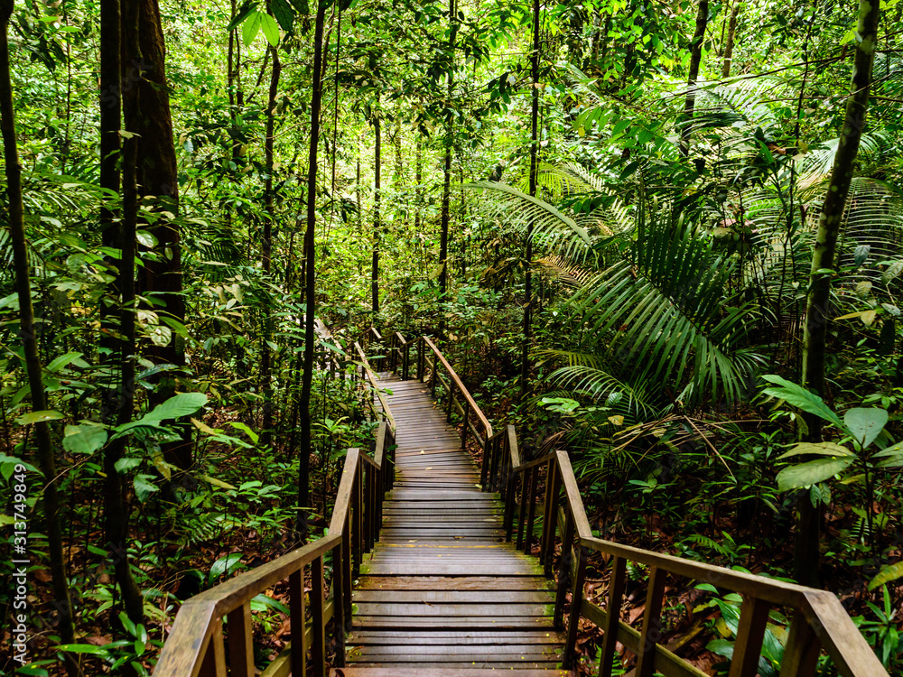 Scenic landscape view of a wooden staircase leading into a dense tropical rainforest in Southeast Asia Scenic landscape view of a wooden staircase leading into a dense tropical rainforest in Southeast Asia