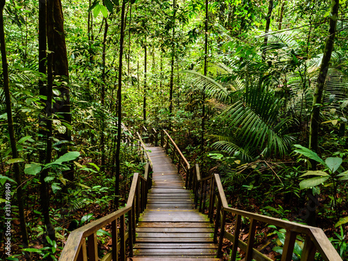 Scenic landscape view of a wooden staircase leading into a dense tropical rainforest in Southeast Asia