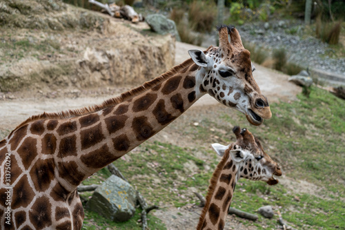 giraffe in the Zoo  giraffe eating grass