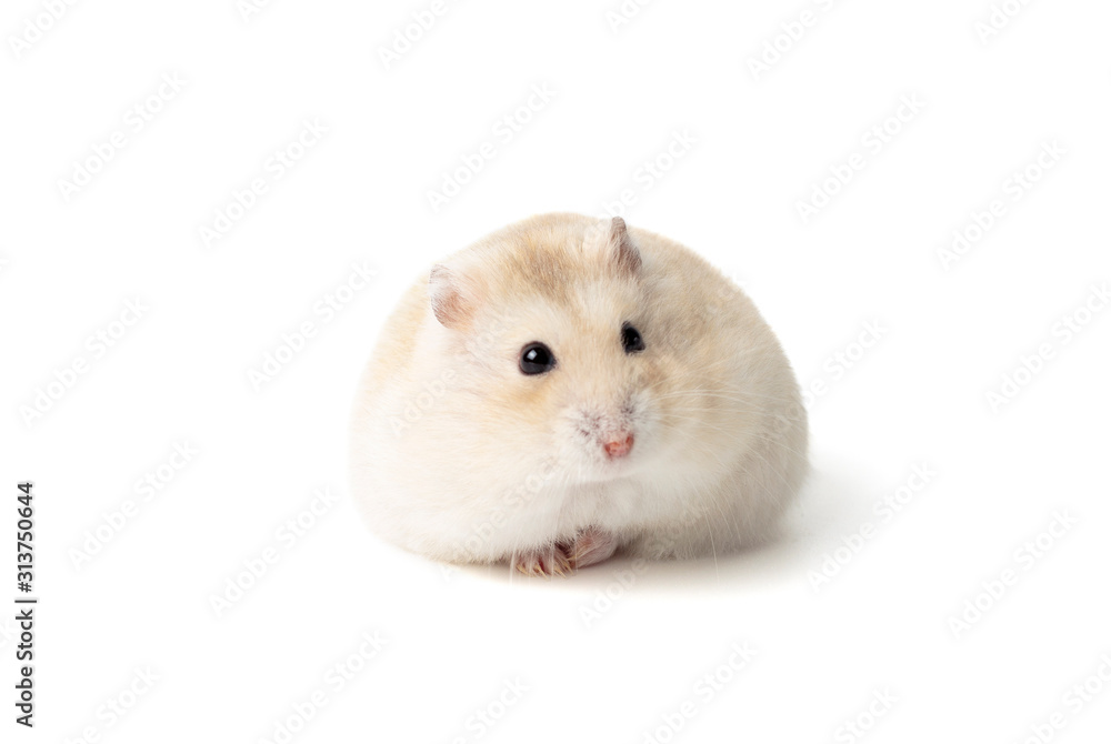 Fat fluffy hamster isolated on white background, front view Fat fluffy hamster isolated on white background, front view