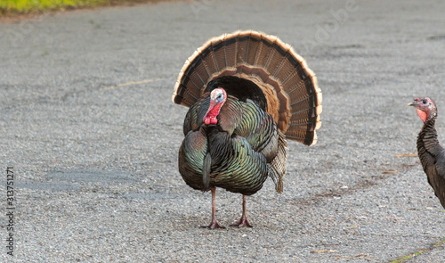 Photography Wild Turkeys walking on the road in Berkeley Ca