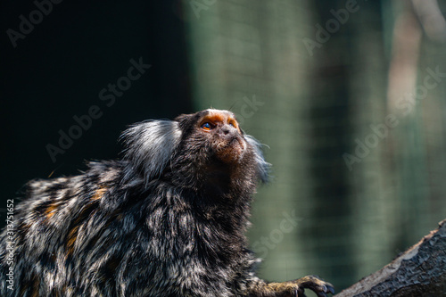 Portrait of a Common Marmosets © Ethan