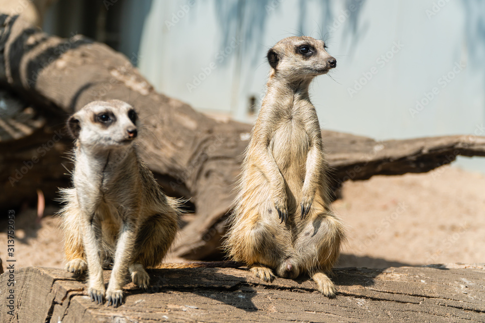 Fototapeta premium meerkat on guard
