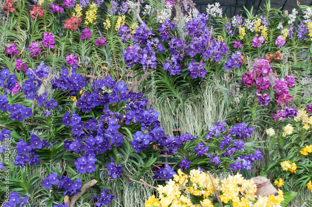 Fototapeta premium blue orchid flowers in the garden