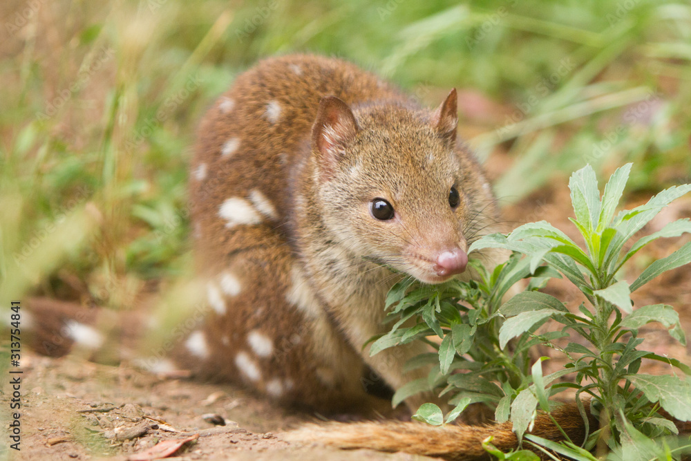 Young Spotted Quoll Young Spotted Quoll