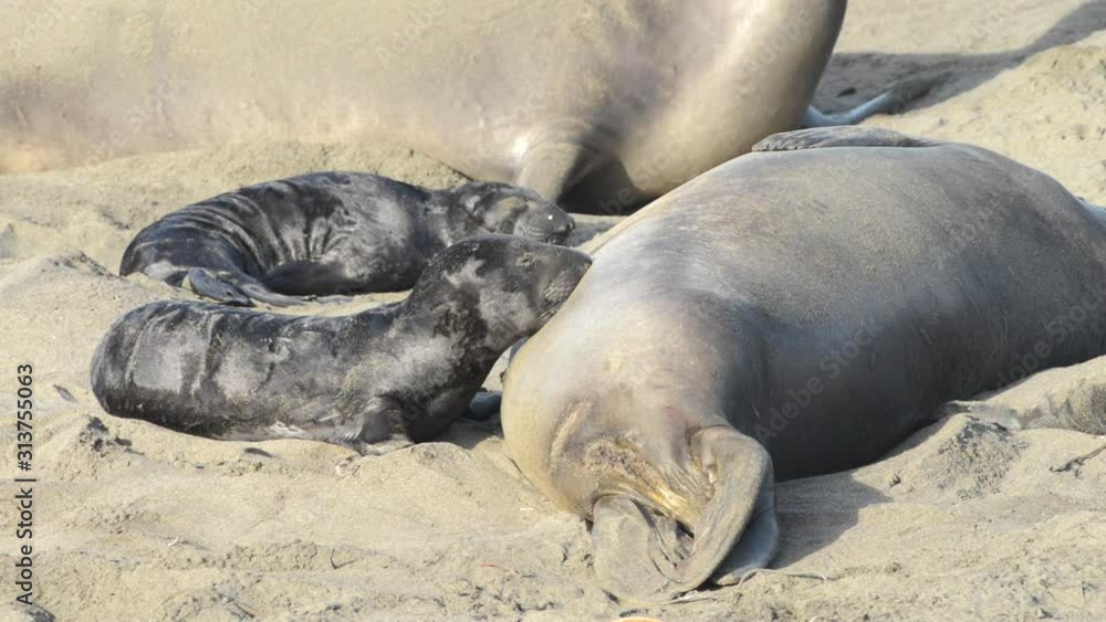 HD video Mother and newborn baby elephant seals, baby nursing. Mom knows her pup by their scent. Mother and pup stay together for about a month, the mother feeding the baby with fat-rich milk. HD video Mother and newborn baby elephant seals, baby nursing. Mom knows her pup by their scent. Mother and pup stay together for about a month, the mother feeding the baby with fat-rich milk.