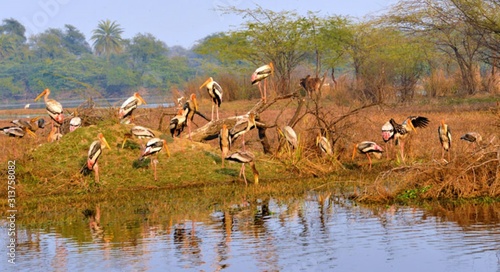 flock of pelicans in a lake