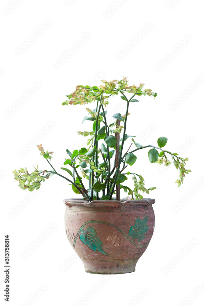 Fototapeta premium Candelilla, Tall slipper plant or Slipper spurge bloom in pot isolated on white background included clipping path.