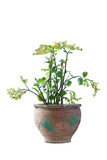 Candelilla, Tall slipper plant or Slipper spurge bloom in pot isolated on white background included clipping path.
