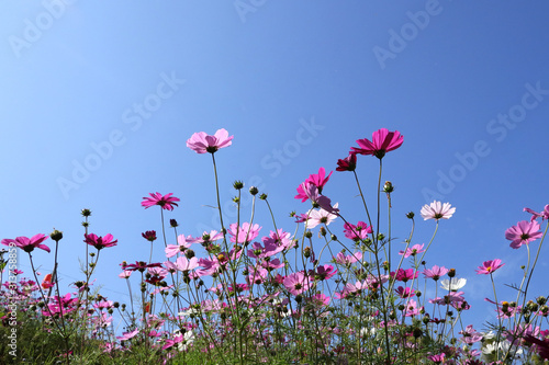 Cosmos flowers are blooming beautifully.