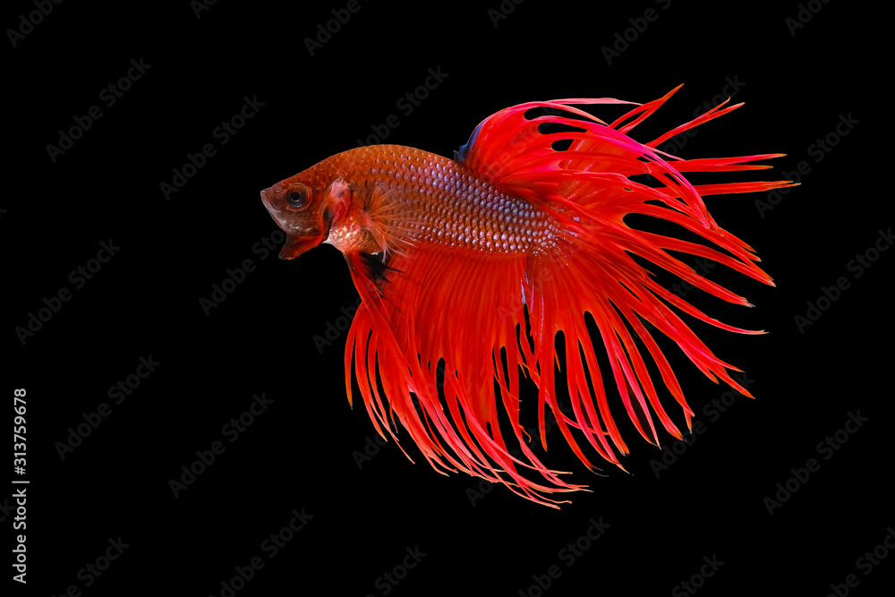 Fototapeta premium Red crowntail , red betta fish, Siamese fighting fish, betta splendens (Halfmoon betta, Pla-kad (Biting fish) isolated on black background.
