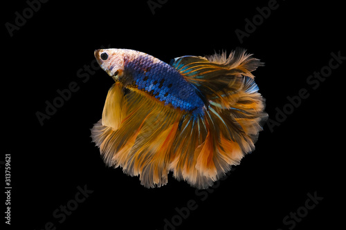 Dark blue and yellow  batte fish has color blue and pink at tails, isolated on a black background. © Tu.kc