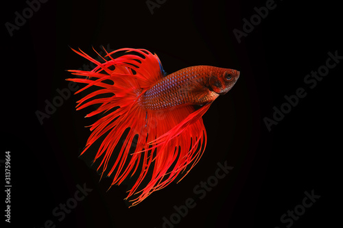 Red crowntail , red betta fish, Siamese fighting fish, betta splendens (Halfmoon betta, Pla-kad (Biting fish) isolated on black background.