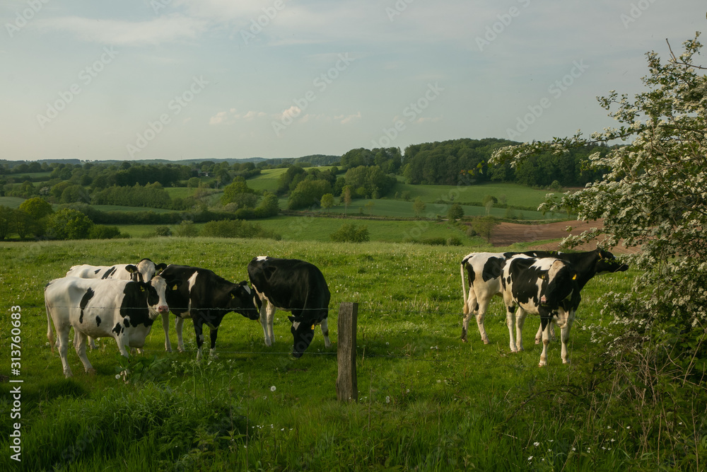 schwarz bunte Kühe auf der Weide, Holstein Rind, Schleswig-Holstein