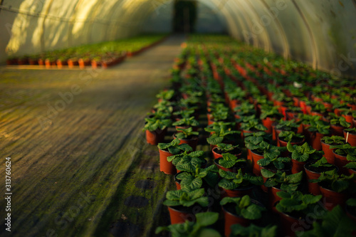 Photo Nursling plants in a greenhouse at sunset
