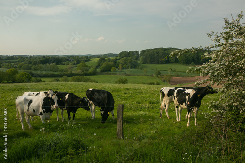 schwarz bunte Kühe auf der Weide, Holstein Rind, Schleswig-Holstein