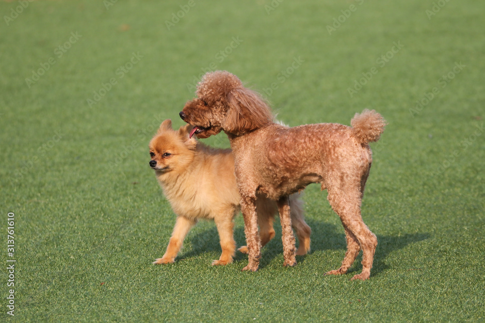 Happy puppies in a private playground Happy puppies in a private playground