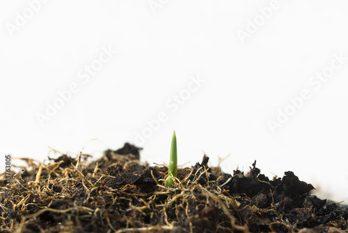 A close-up of a sprout on a white background.
