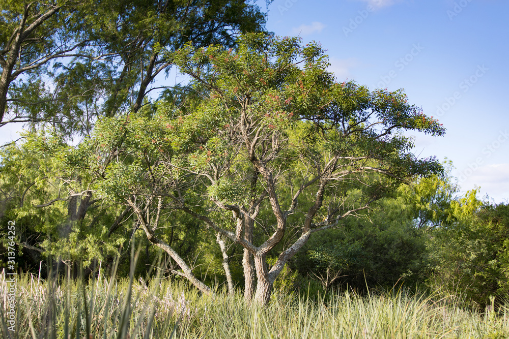 Typical native shrubs of the Argentine pampas Typical native shrubs of the Argentine pampas