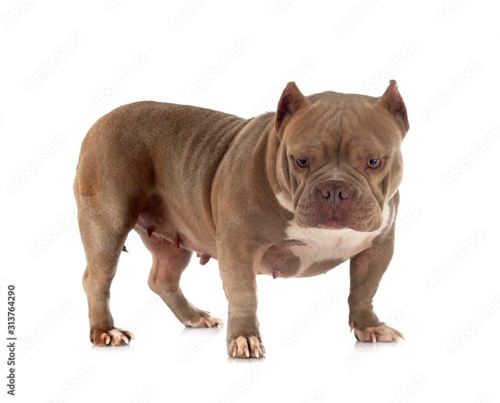 american bully in studio