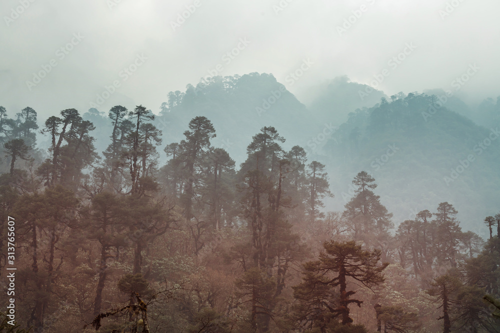 Obraz premium Nepal jungle