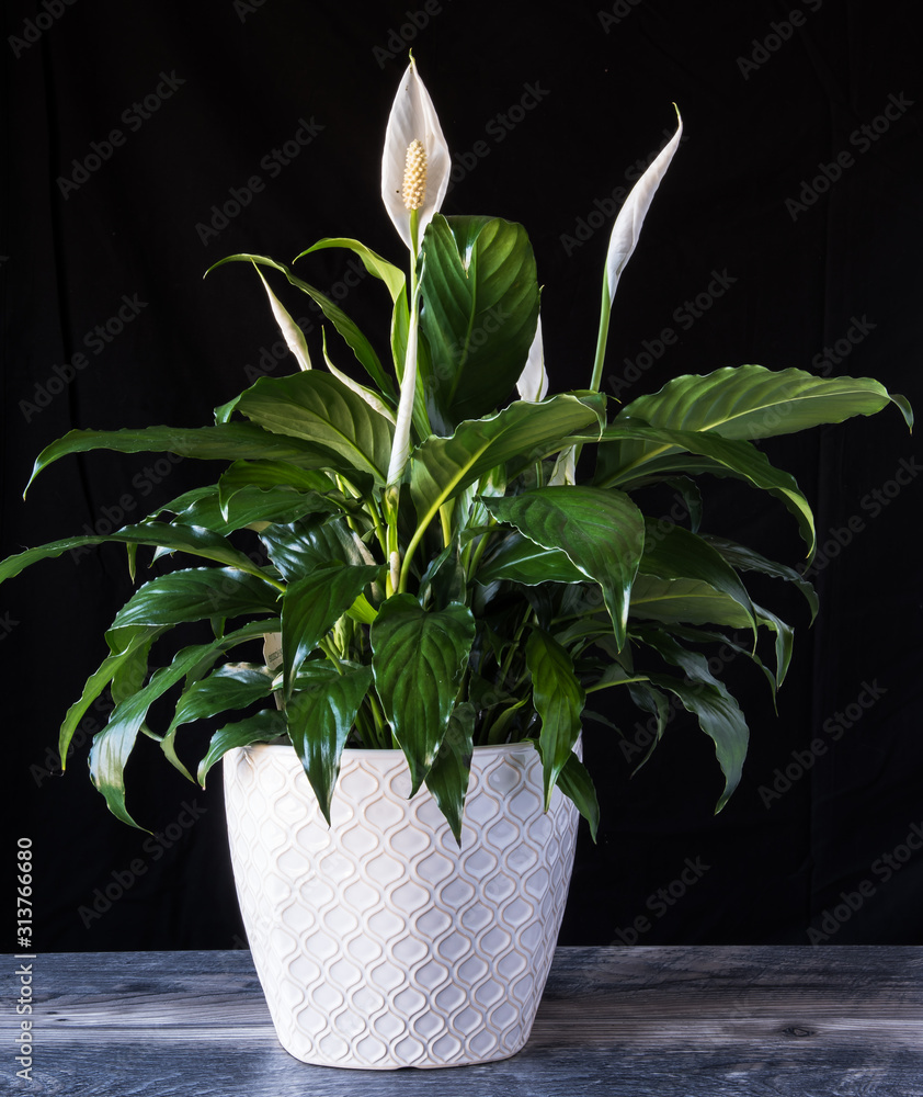 Peace Lily in white flower pot on wood with black background. spathiphyllum  houseplant Stock Photo | Adobe Stock