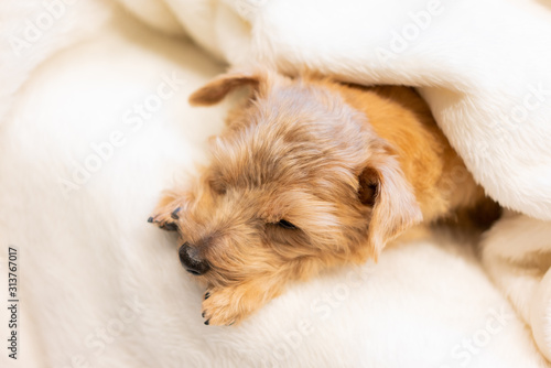 ベッドで眠るノーフォークテリア犬