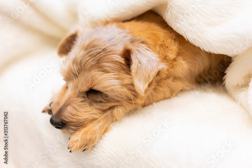 ベッドで眠るノーフォークテリア犬