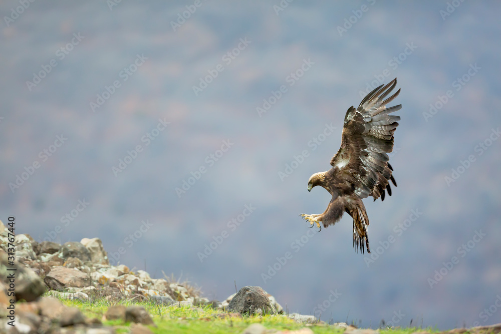 Fototapeta premium Golden eagle in flight at Madzharovo, Rhodope mountains, Bulgaria.