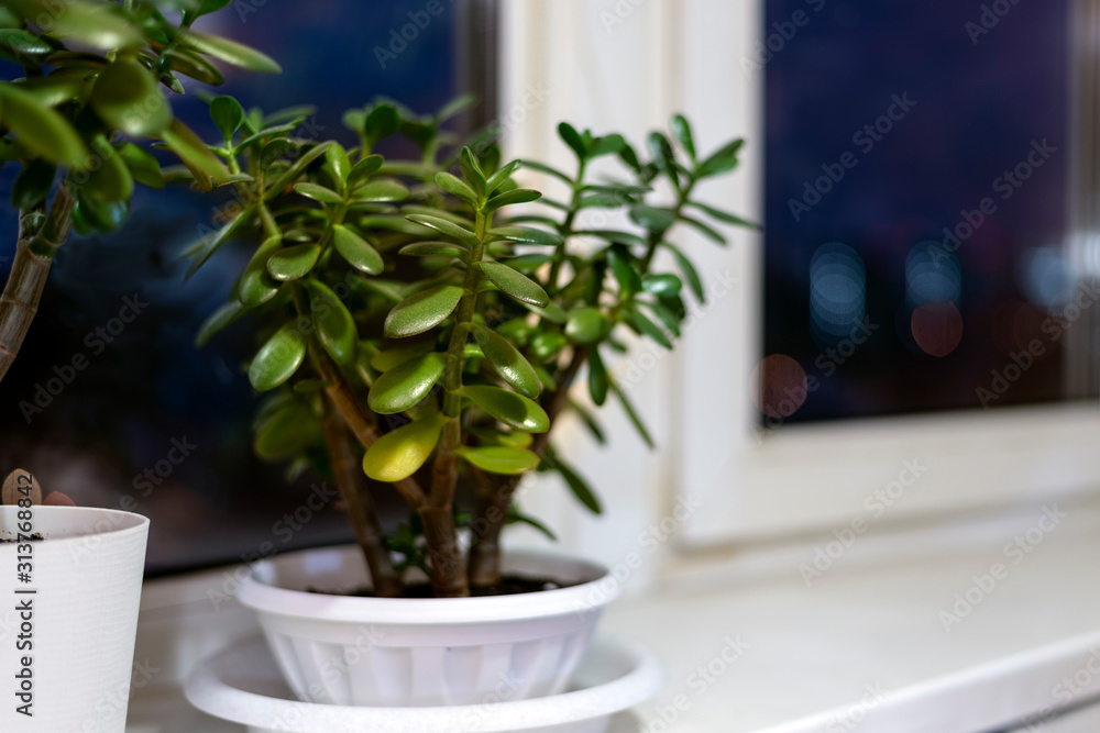 Succulent houseplant Crassula on the windowsill against the background of a window	