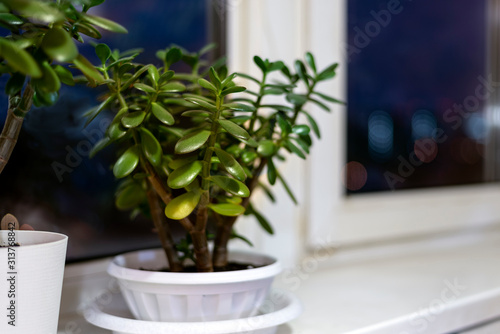 Succulent houseplant Crassula on the windowsill against the background of a window 