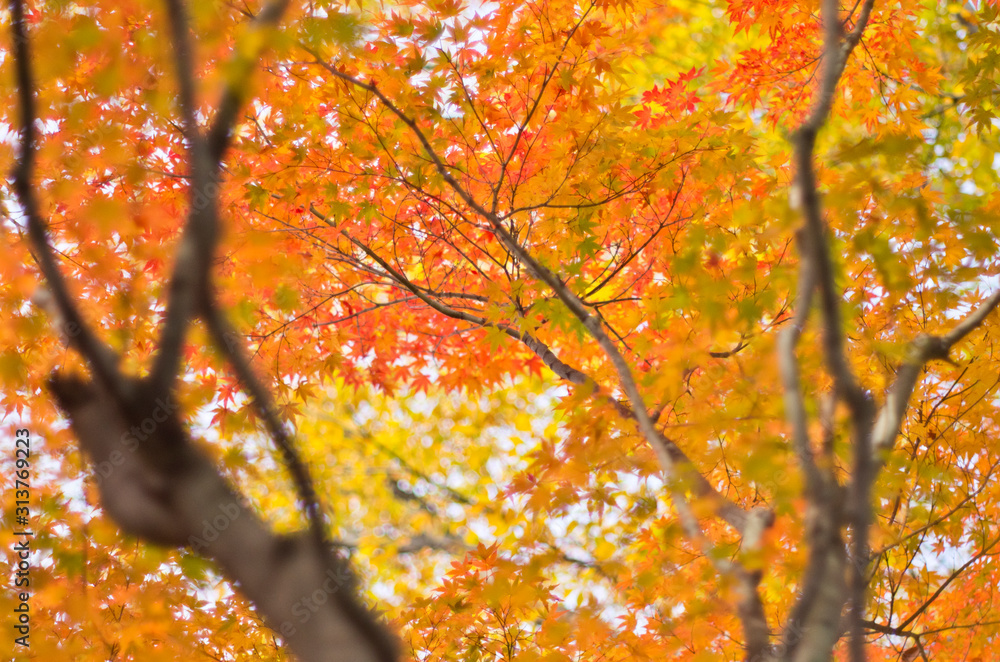 The scenery of autumn leaves in Kyoto,Japan. The scenery of autumn leaves in Kyoto,Japan.