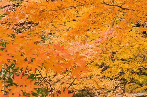 The scenery of autumn leaves in Kyoto Japan.