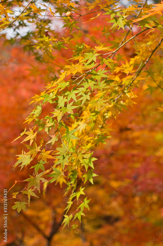 The scenery of autumn leaves in Kyoto,Japan. The scenery of autumn leaves in Kyoto,Japan.