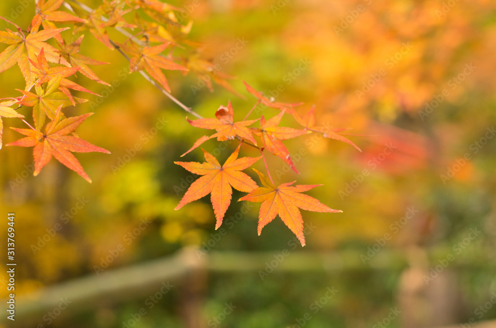 The scenery of autumn leaves in Kyoto,Japan. The scenery of autumn leaves in Kyoto,Japan.