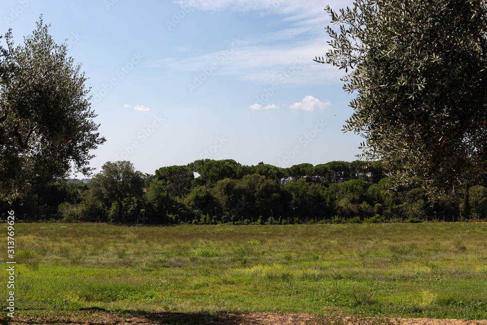Fototapeta premium Trees on grass field with blue sky