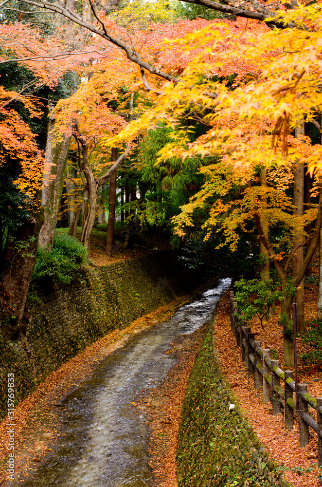 The scenery of autumn leaves in Kyoto,Japan. The scenery of autumn leaves in Kyoto,Japan.
