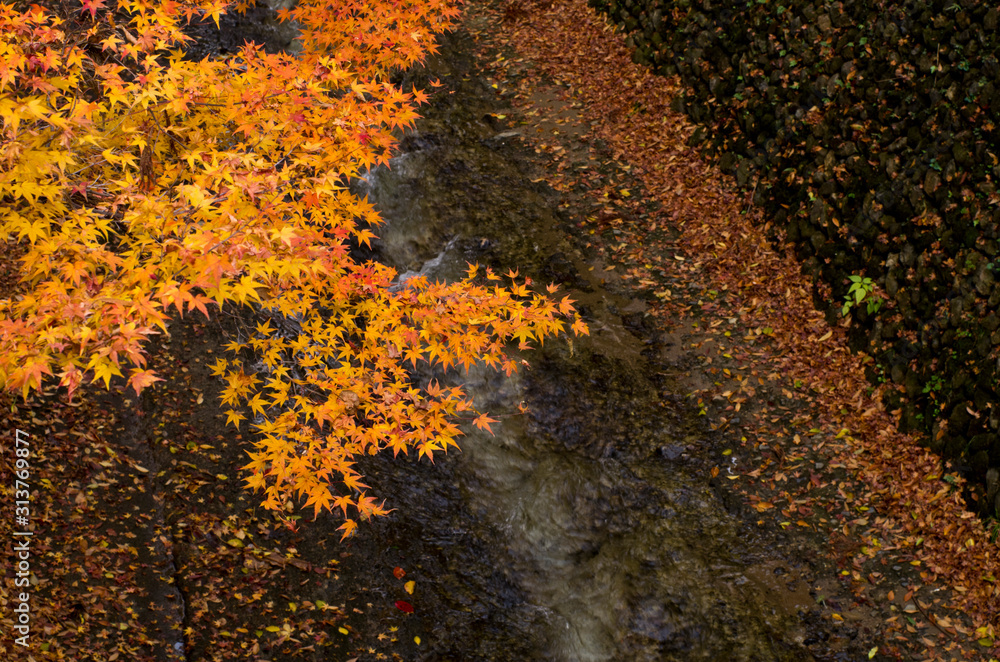 The scenery of autumn leaves in Kyoto,Japan. The scenery of autumn leaves in Kyoto,Japan.