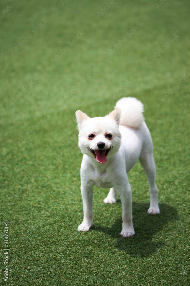 Happy puppies in a private playground Happy puppies in a private playground