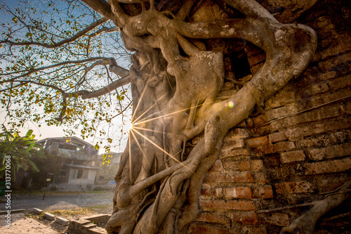 background of big trees that rise inside the archaeological site(Wat Phra Ngam,Khlong Sa Bua)the Gate of Time Phra Ngam,tourists from all over the world always come to see the beauty in Ayutthaya