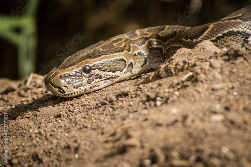 Head of a python in a naural habitat lying in dirt in Djoudj national park in Senegal. Sun lit snake head.