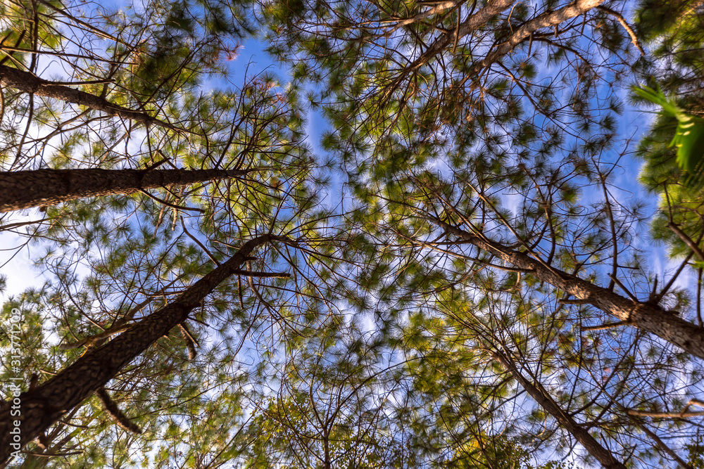 Fototapeta premium Pine trees looking up.