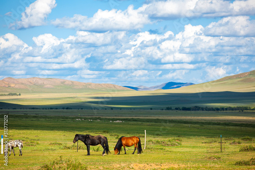 Fototapeta Naklejka Na Ścianę i Meble -  The horses are on the grassland