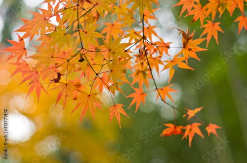 The scenery of autumn leaves in Kyoto Japan.