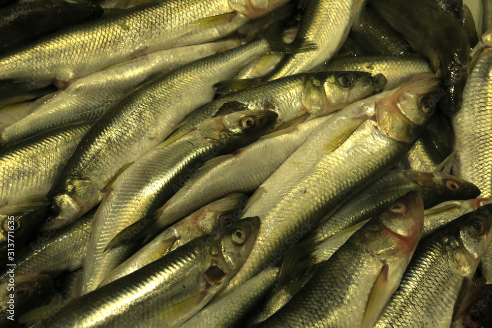 Fototapeta premium Background with fresh fish horizontally Close up. Trade is fresher the cooled fish. Pisces. Fresh smelt